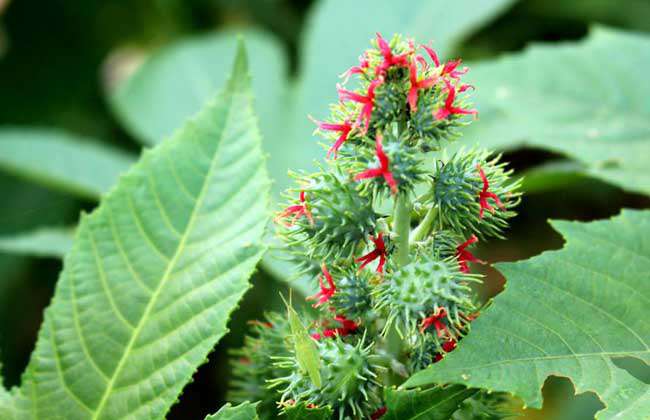 蓖麻高产种植技术