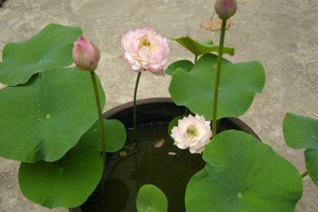荷花 荷花