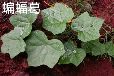 蝙蝠葛 蝙蝠葛