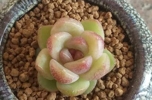 水晶玫瑰多肉