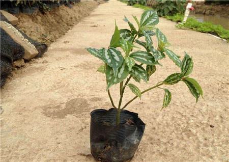 冷水花换盆时节 冷水花换盆时节