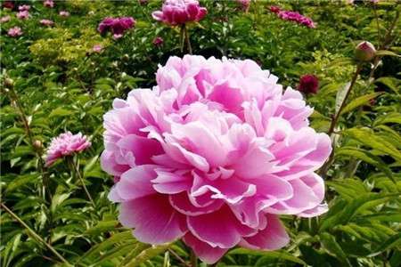 芍药 芍药