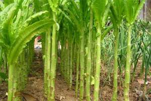 秋莴苣种植技术要点