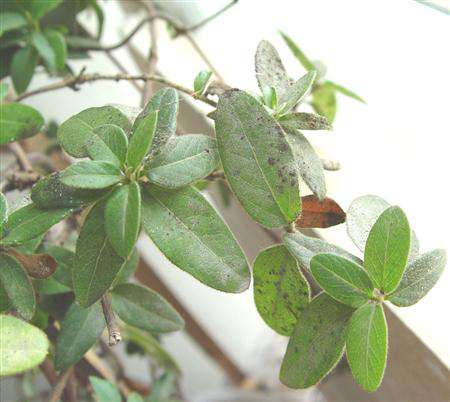 金银花种植技术