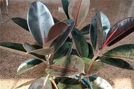 橡皮树 橡皮树