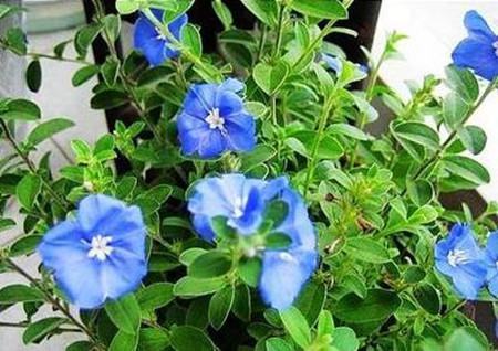 蓝星花播种后的管理 蓝星花播种后的管理