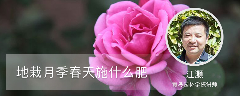 地栽月季春天施什么肥 地栽月季春天施什么肥
