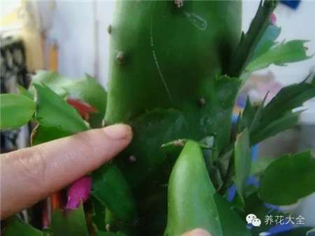 嫁接 嫁接