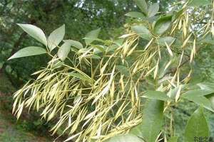 白蜡树种植技术