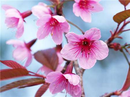 桃花 桃花