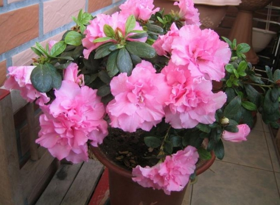 杜鹃盆花 杜鹃盆花