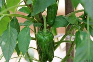 冬季青椒种植防病须提前