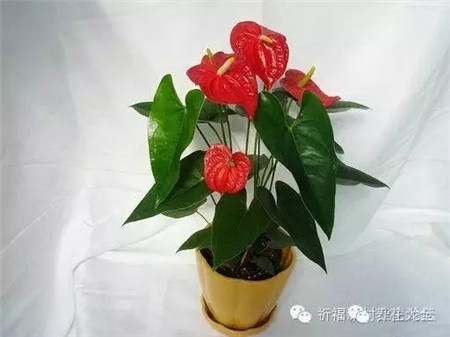 红掌 红掌