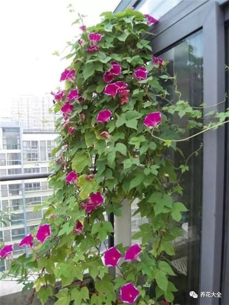 牵牛花 牵牛花