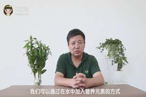 富贵竹怎么养才能更绿