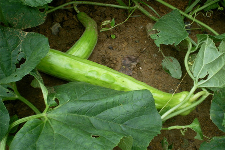 菜瓜 菜瓜