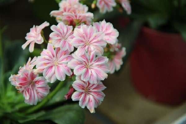露薇花可以放在室内吗 露薇花可以放在室内吗