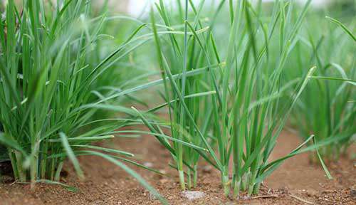 韭菜怎样施肥？韭菜施肥措施