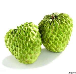 番荔枝果实发育与成熟