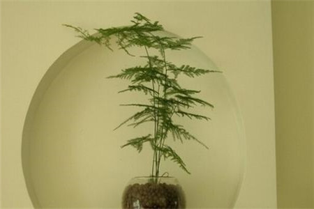 文竹 文竹