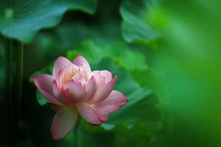 荷花 荷花