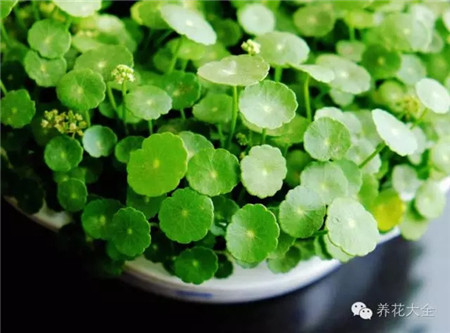 铜钱草 铜钱草