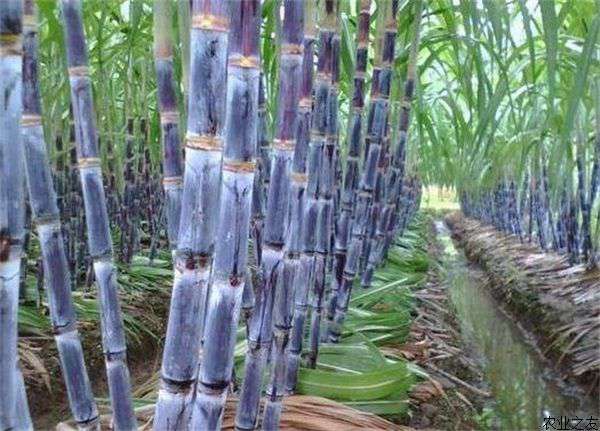 甘蔗防倒伏措施