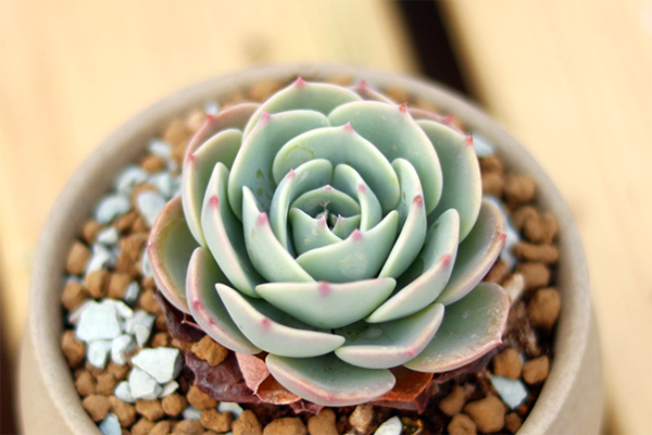新手怎么养多肉植物,新手养多肉N个攻略奉上