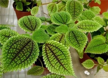 皱叶冷水花 皱叶冷水花