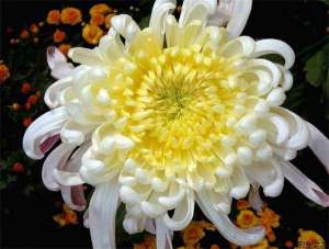 菊花主要病虫害的防治