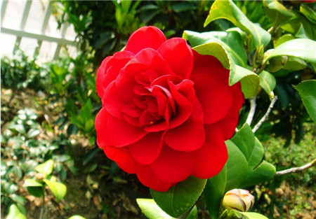 哪些花儿适合室内摆放:茶花 哪些花儿适合室内摆放:茶花