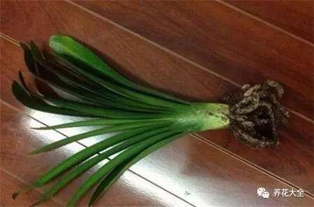 植物 植物