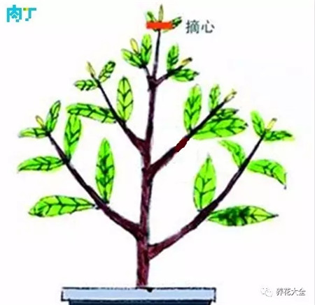幼小的栀子花 幼小的栀子花