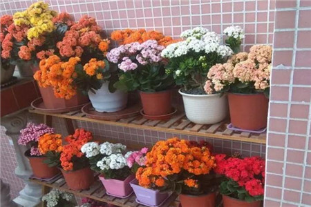 长寿花 长寿花