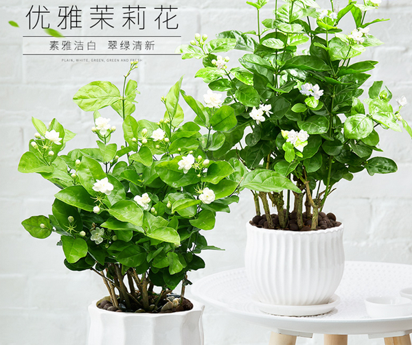  茉莉花的养殖方法，北方夏季扦插繁殖茉莉花的方法