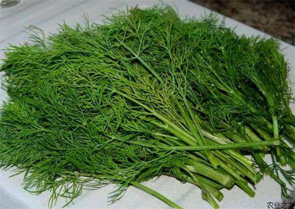 球茎茴香移栽后怎样管理