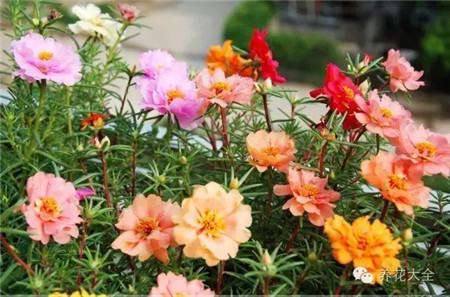 太阳花 太阳花