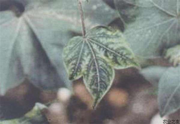 棉花缺锰症的表现及补救措施