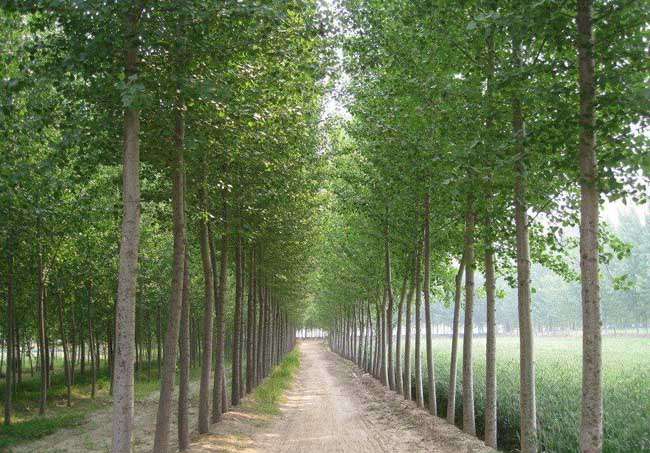 农村种植乡土苗木最赚钱.jpg