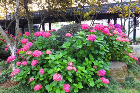 八仙花 八仙花