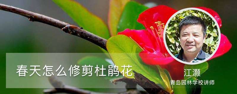 春天怎么修剪杜鹃花 春天怎么修剪杜鹃花