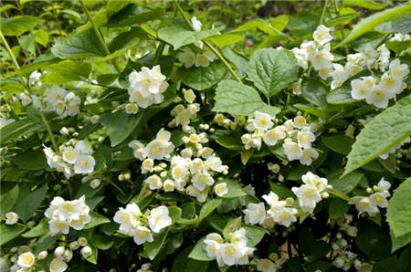 山梅花的药用价值 山梅花的药用价值