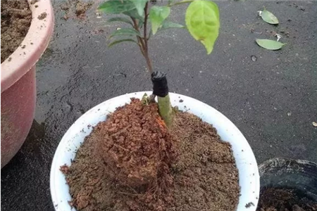 固定小苗 固定小苗