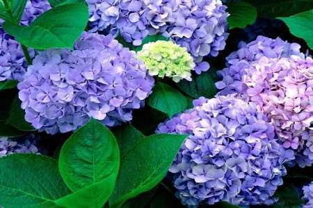 绣球花 绣球花