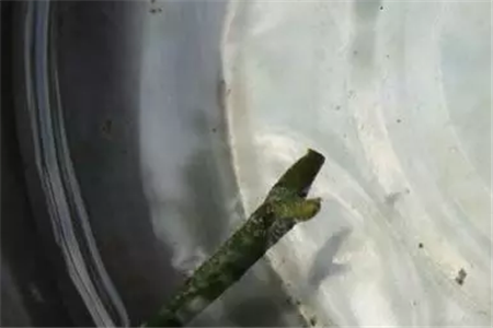 侧芽泡水 侧芽泡水