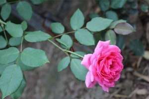 贫困户变花农，种植月季带动村民致富