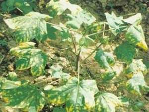科学防治棉花枯、黄萎病