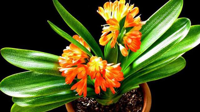 君子兰的花语 君子兰的花语