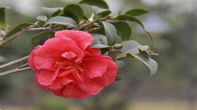 茶花可以种在院子里吗 茶花可以种在院子里吗