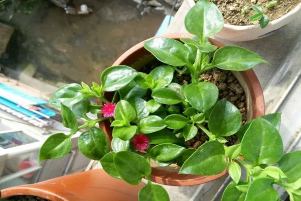 阳台种盆它,掐根枝就能活,每天还能炒盘菜! 阳台种盆它,掐根枝就能活,每天还能炒盘菜!